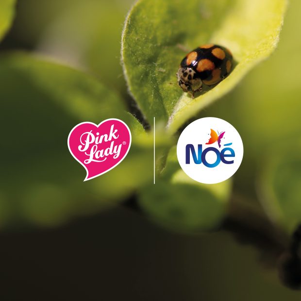 Asociación Noé